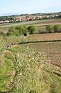 Trophée Sant Joan 2009 - Régional UFOLEP - IMG_8241.jpg - biking66.com